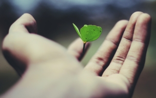 floating green leaf plant on person's hand