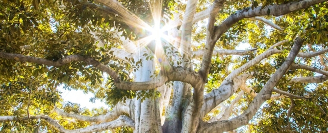 sun light passing through green leafed tree